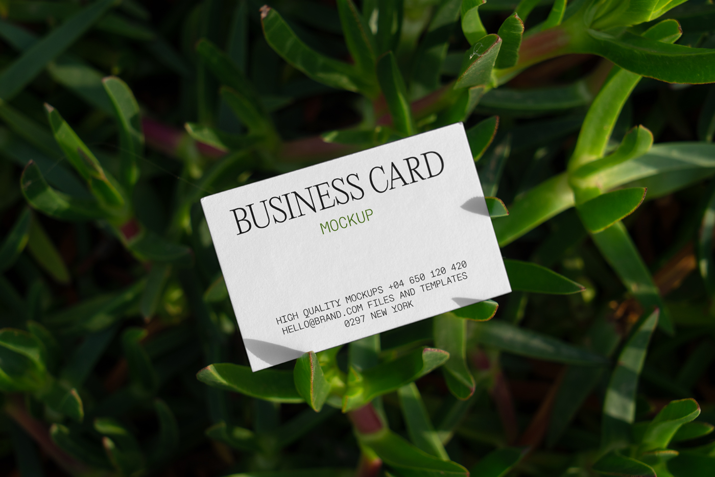 Free Business Card Mockup seen from the front between succulent flower.
