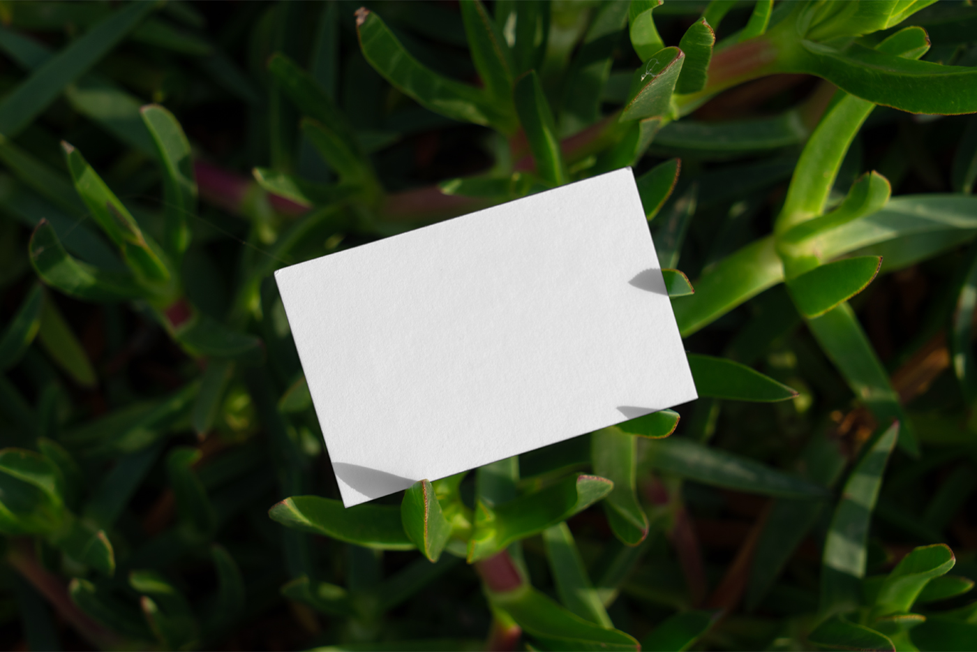 Free Blank Business Card Mockup seen from the front between succulent flower.