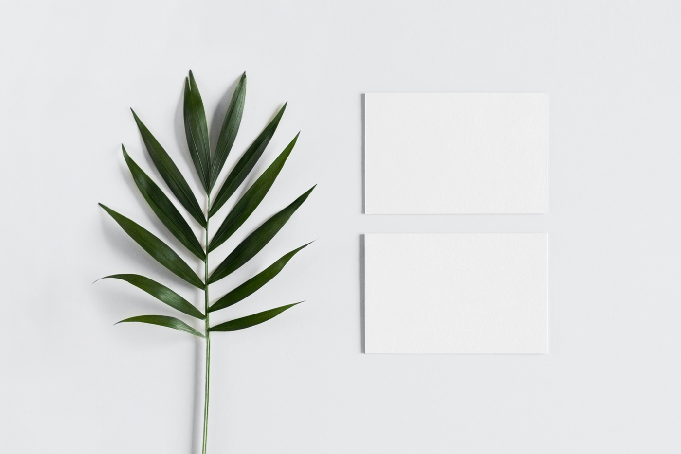 Front view, Blank Free Business Card with Leaf Mockup laying on the bright gray floor with a sprig of a houseplant.
