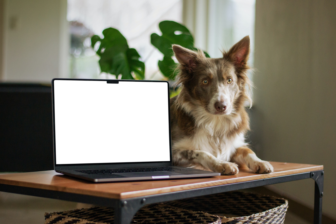 Front view, MacBook Pro Mockup with white screen standing on the wooden table with a dog right next to it.