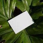 View from above, a single blank outdoor business card mockup laying lies on the leaves of a monstera.