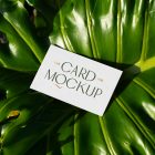 View from above, single outdoor business card mockup with green and gold colors, serif typography design, laying lies on the leaves of a monstera.