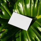 View from above, a single blank outdoor business card mockup laying lies on the leaves of a monstera.