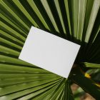 View from above, a single blank outdoor business card mockup laying on the big leave.