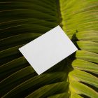 View from above, a single blank outdoor business card mockup laying on the big leave.