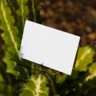 Front view, a single blank outdoor business card mockup laying on the cactus.
