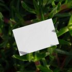 Front view, a single blank outdoor business card mockup laying between lies.